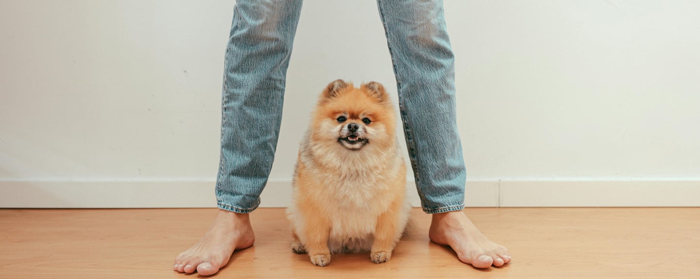 a pomeranian dog