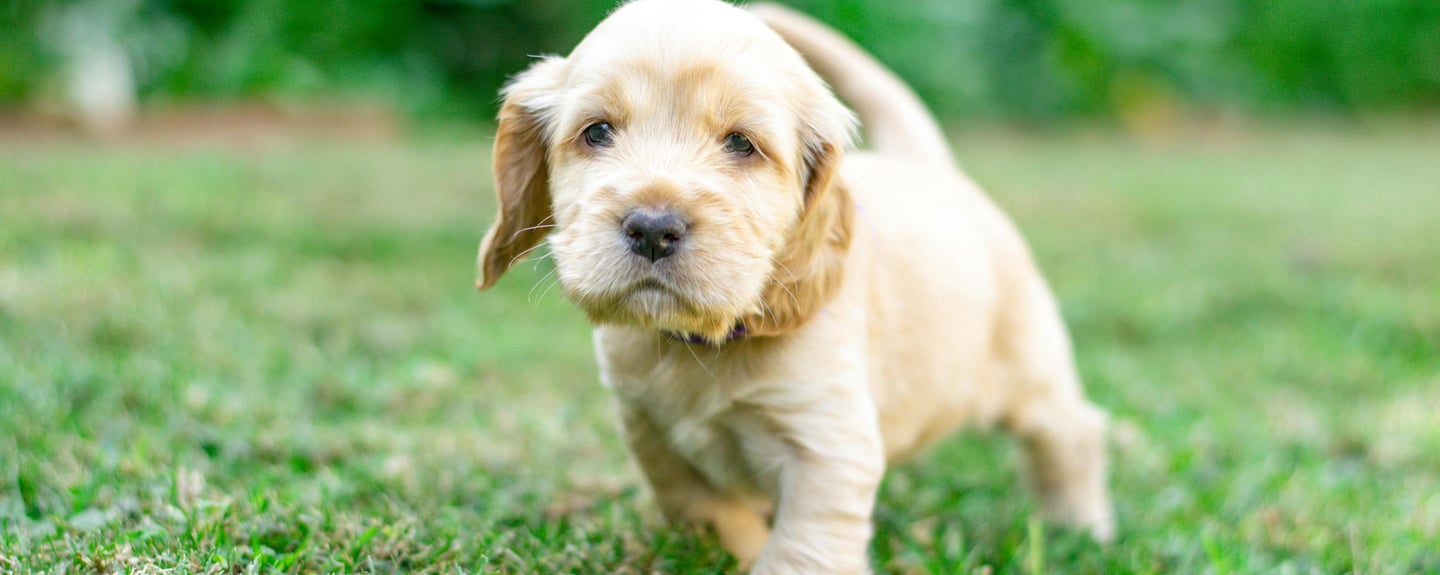 a puppy in the grass