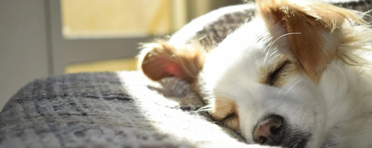 a dog lying on the sofa after kennel cough treatment