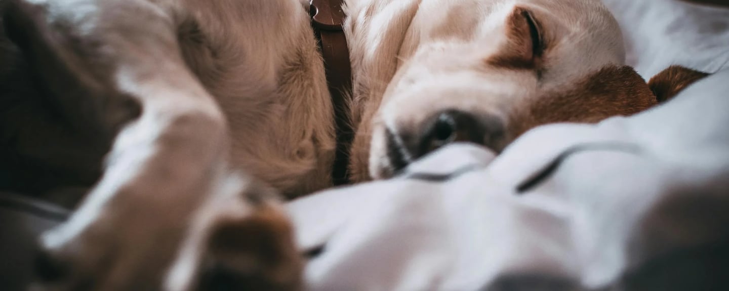 a sleeping dog illustrating the importance of daily walks in dubai for your dog