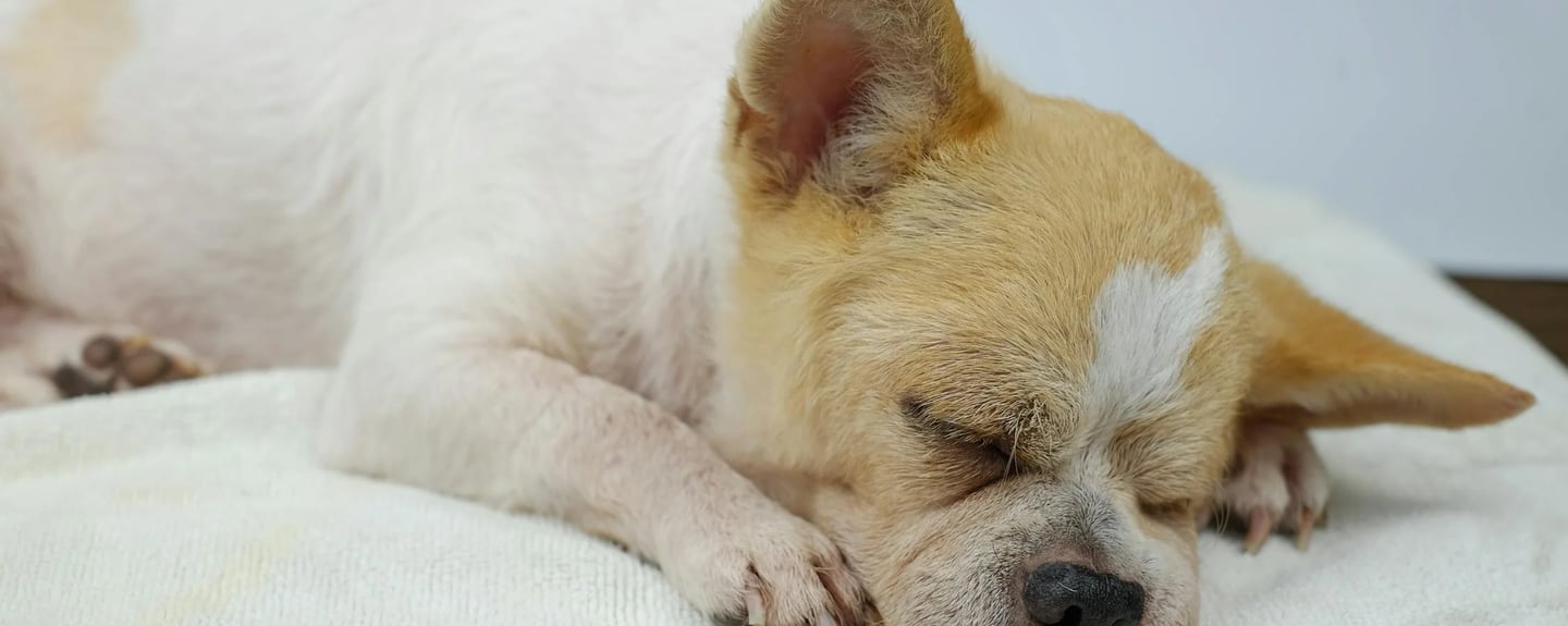 a sleeping dog after dog arthritis treatment