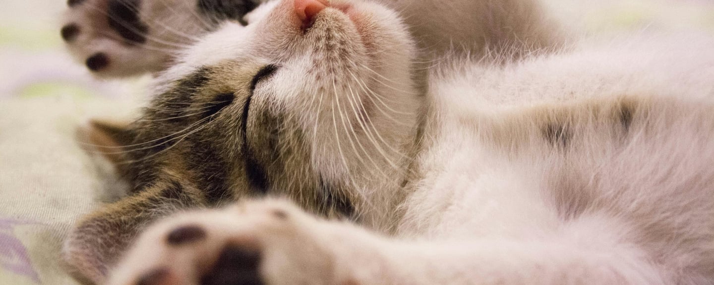 a sleeping kitten