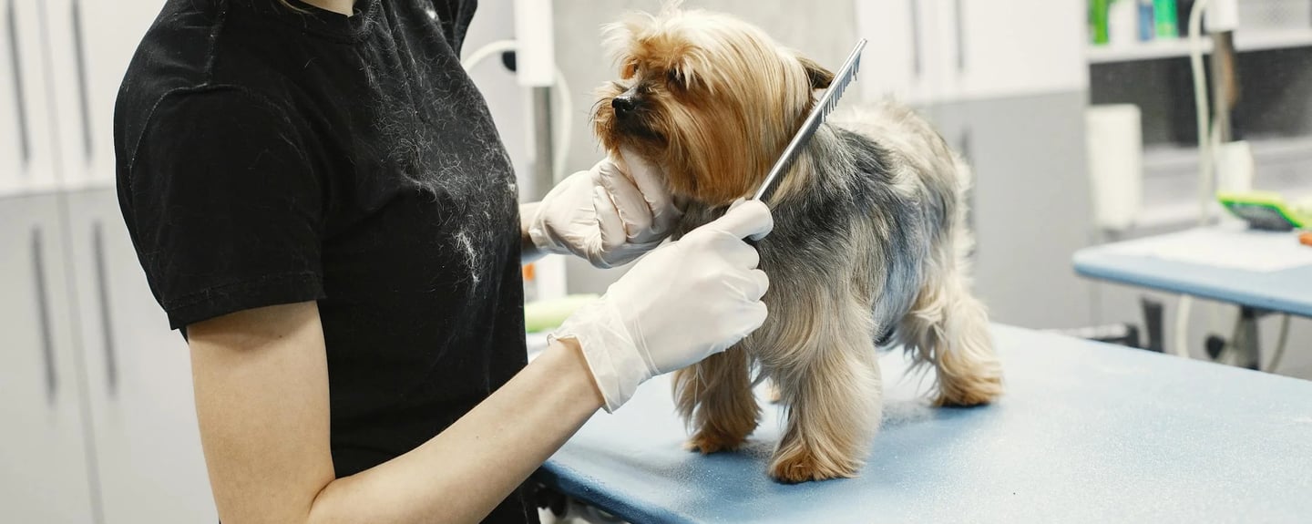 a dog during grooming session