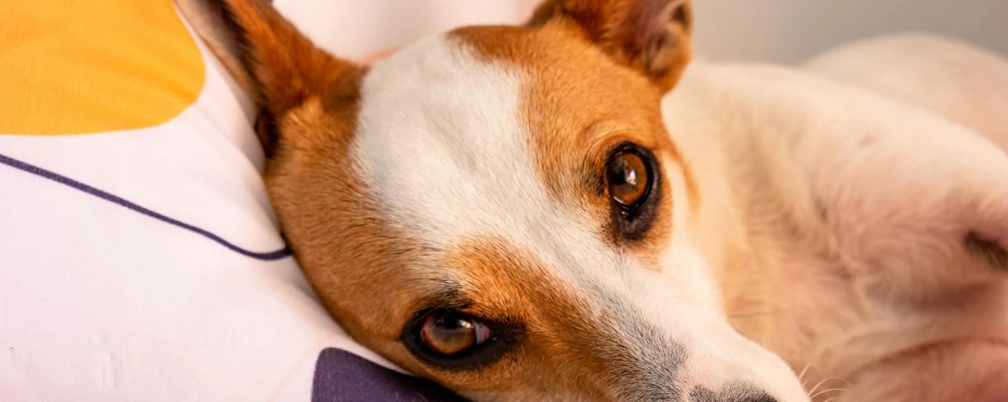 dog lying on a pillow