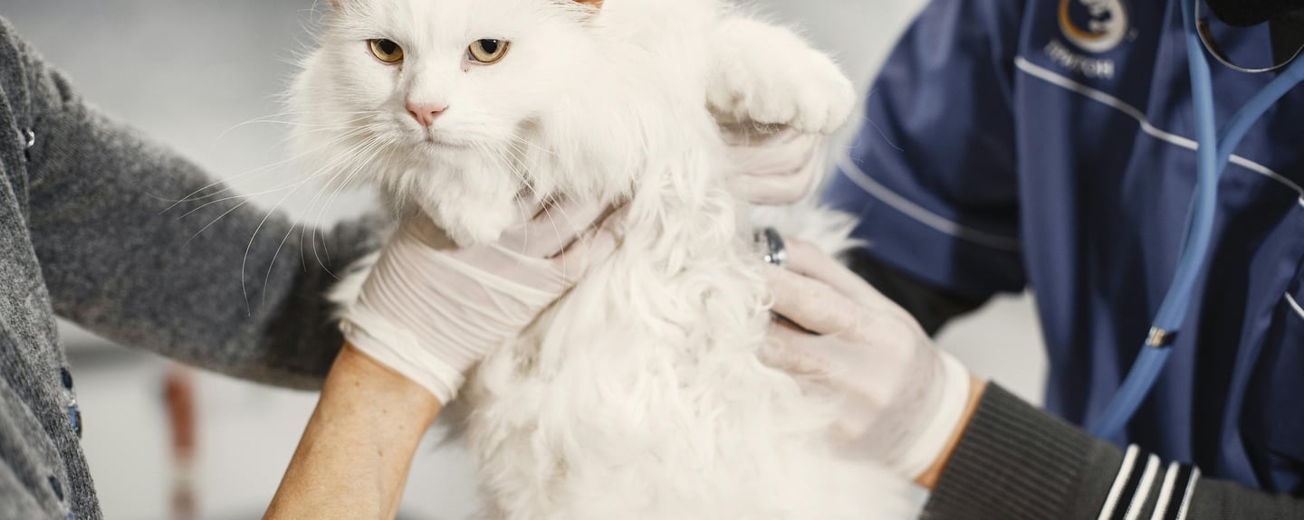 a white cat