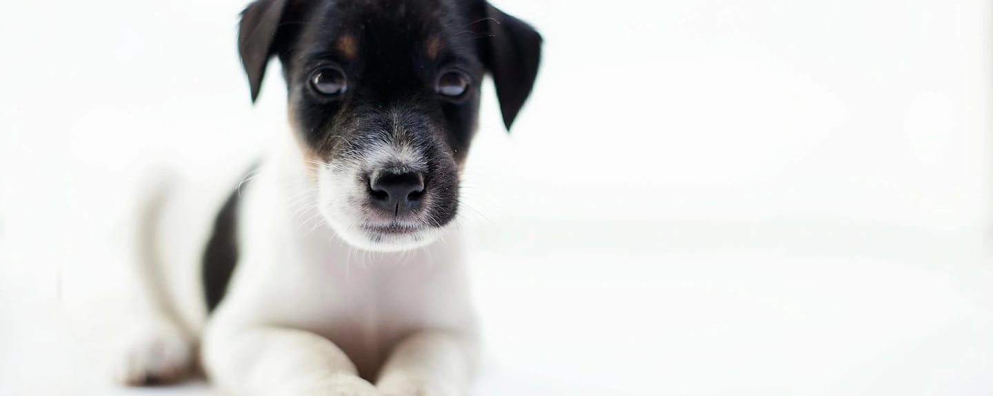 a white puppy with black spots