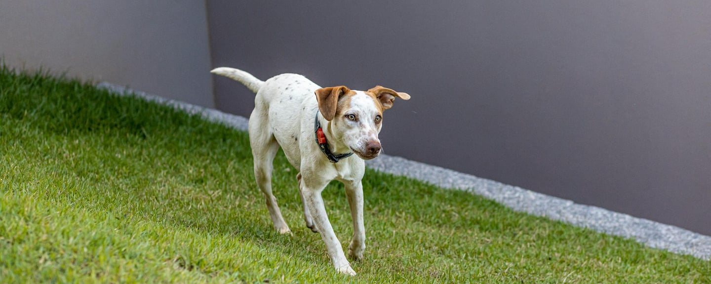 active dog running outside, illustrating the importance of regular vet checkups