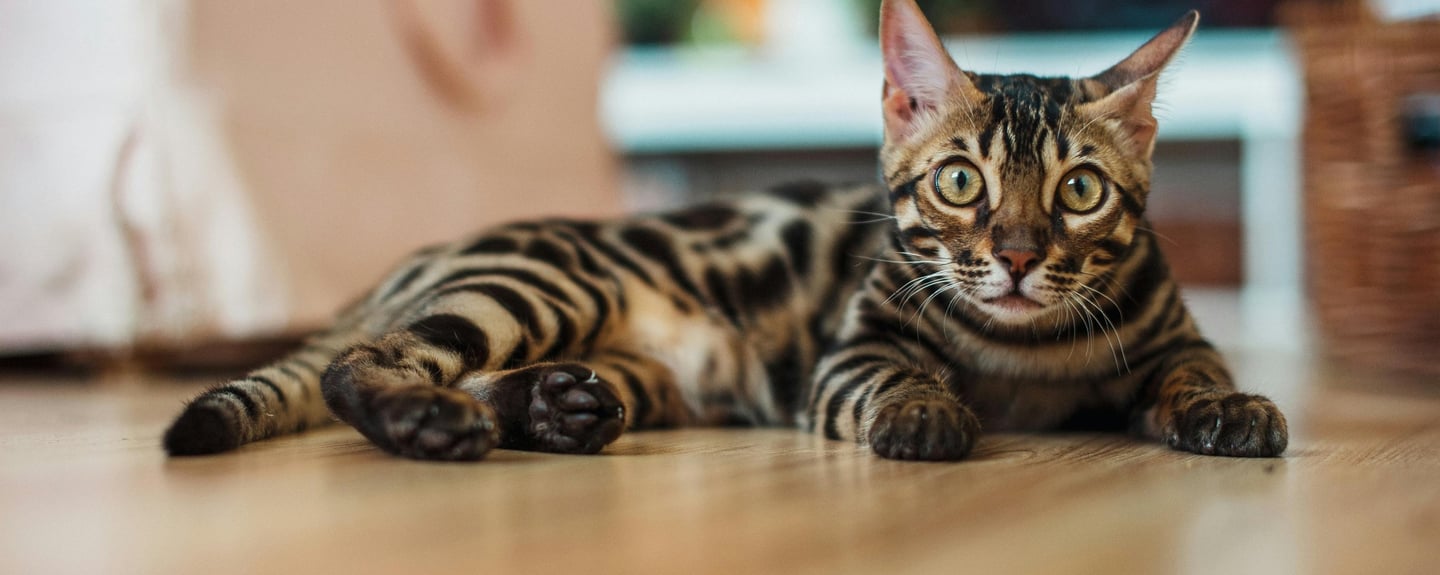 an indoor cat on the floor
