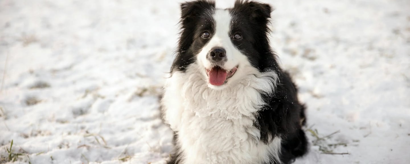 border collie with his tongue stuck out