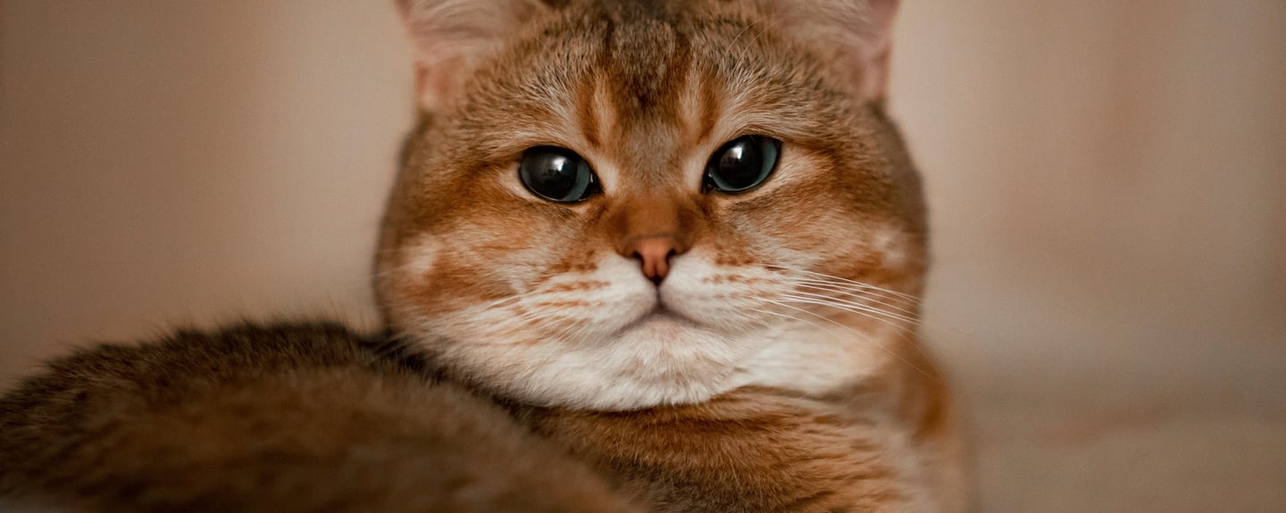 a brown cat