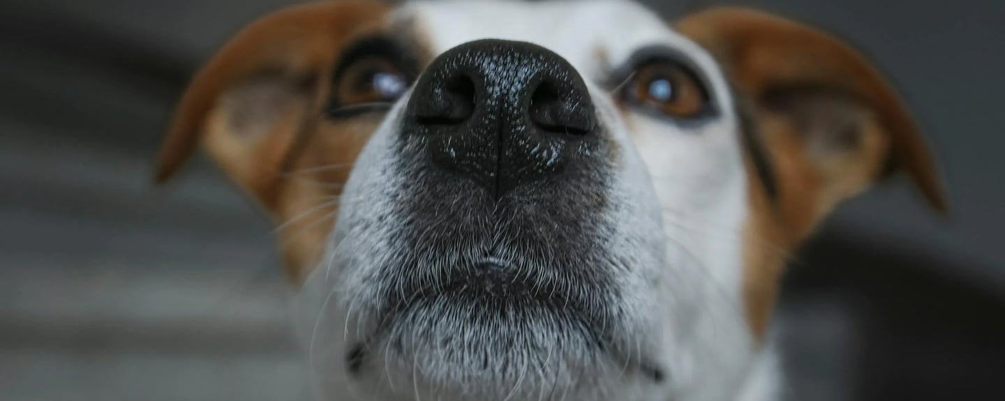 a cute dog