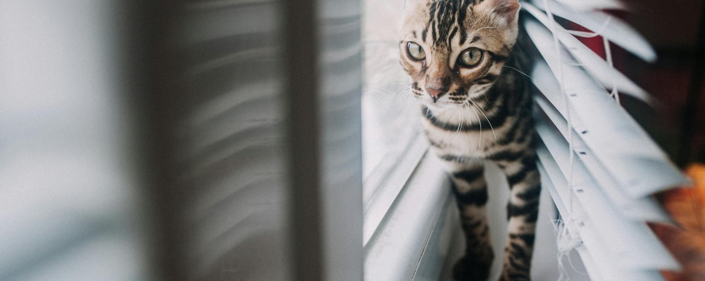 a tabby cat next to a window