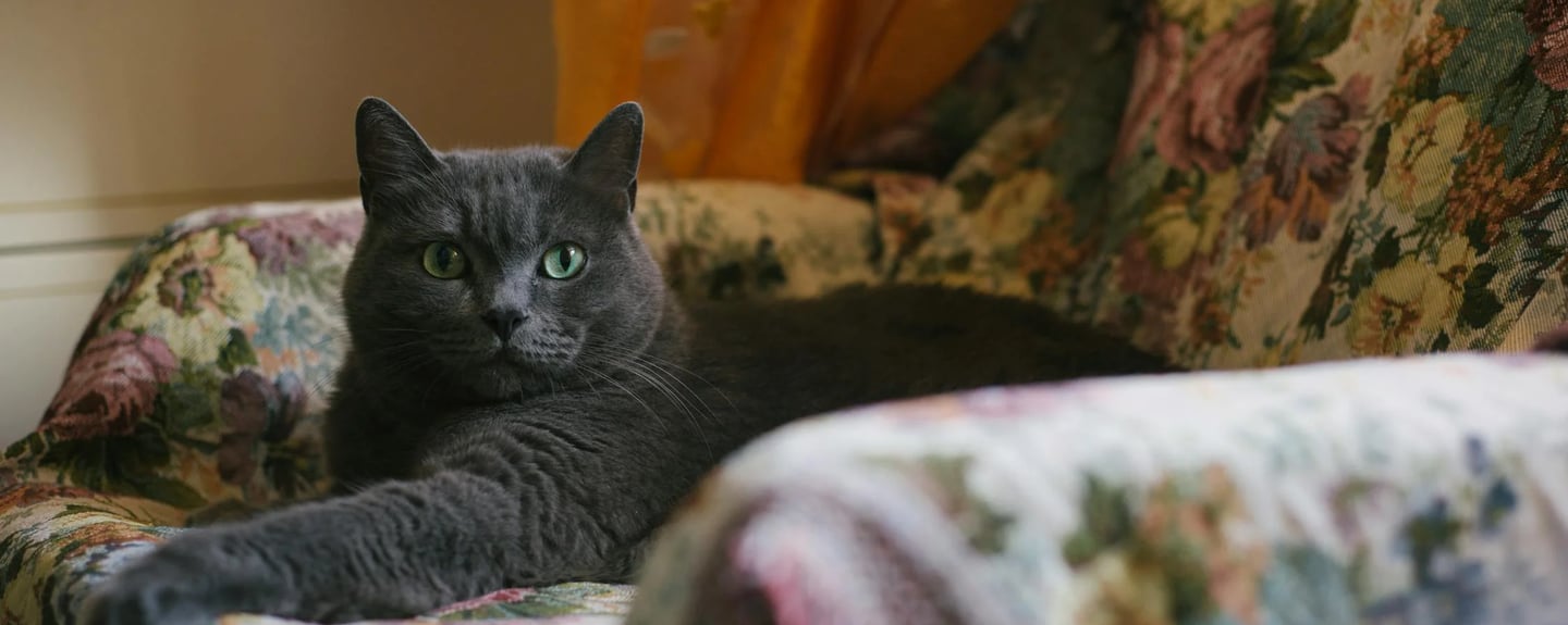 Chartreux cat on the sofa