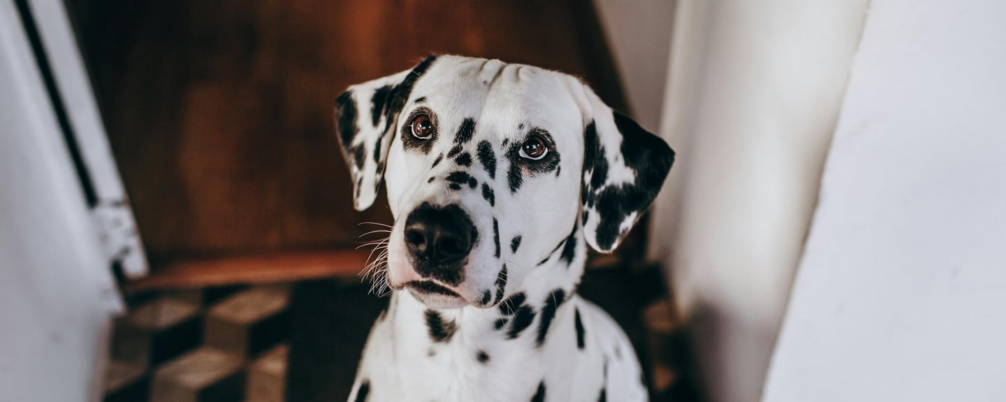 Close-up of a Dalmatian Dog