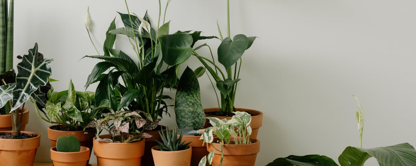 different house plants