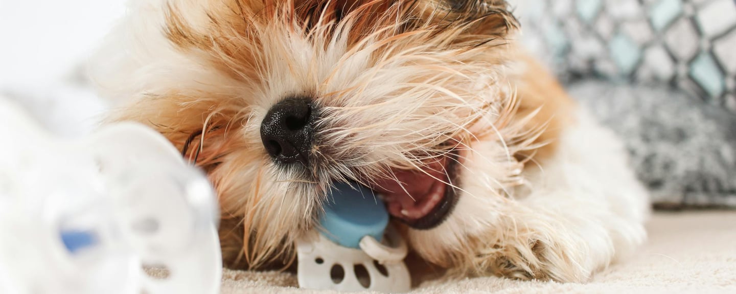 a dog chewing a toy