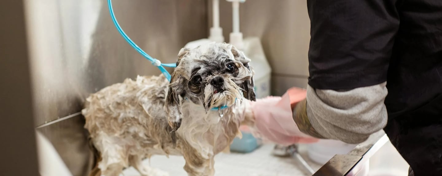 a dog being washed using a medicated shampoo, using them is one of the ways on how to treat ringworm