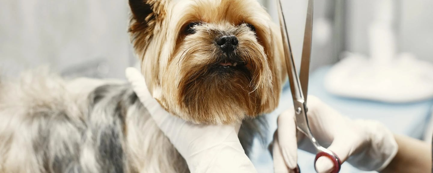 a dog getting groomed