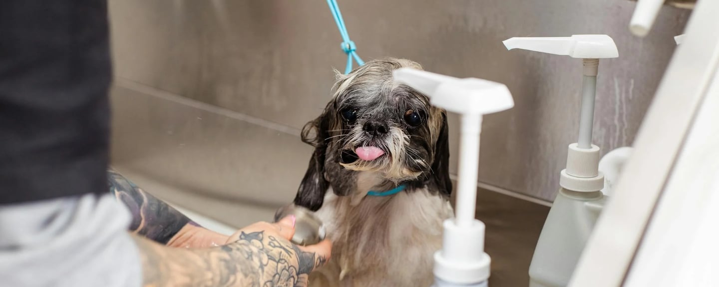 a dog getting a bath