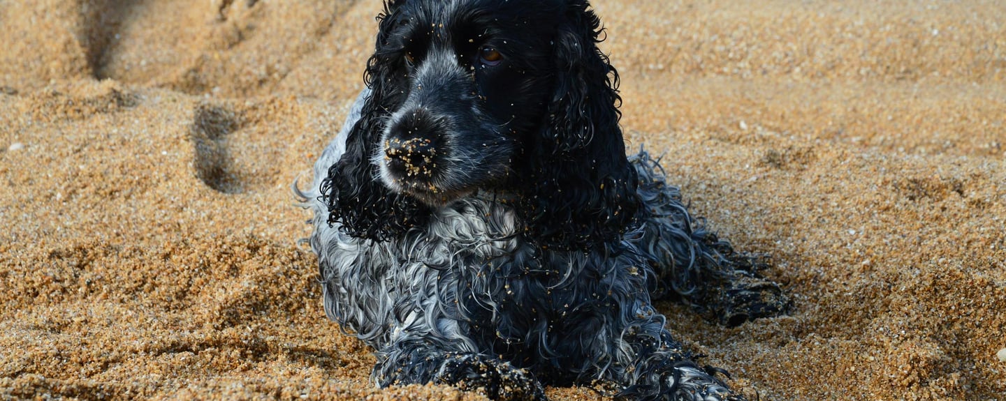 dog in sand