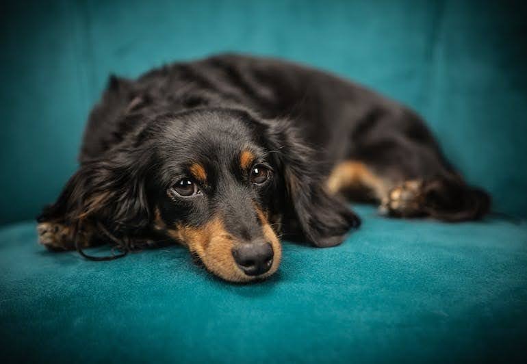 dog on couch