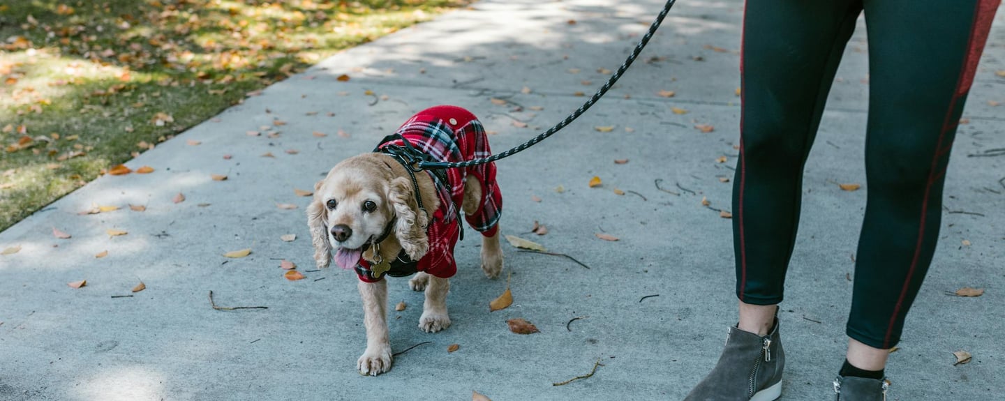 a dog taking a walk afer recovering for a dog broken leg