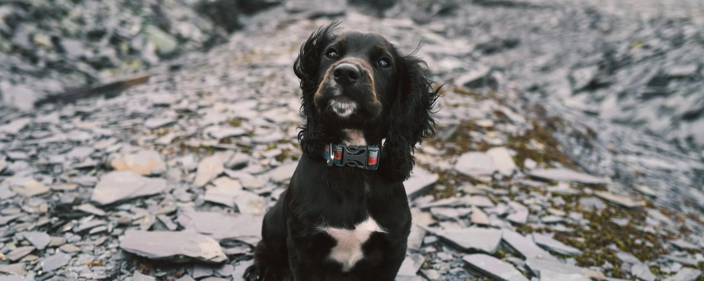 a dog outside
