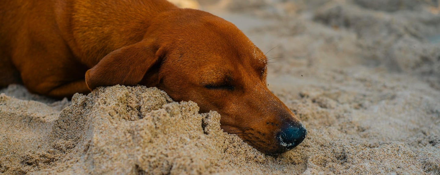 a dog sleeping in the sand