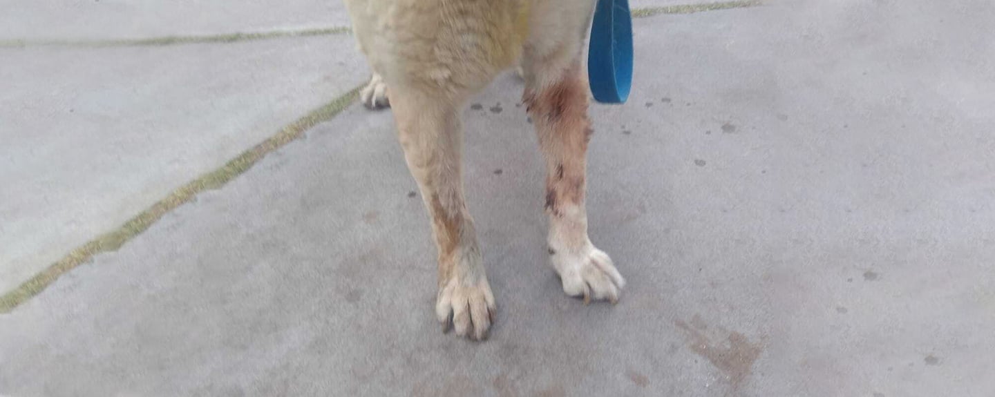Pepe after surgery