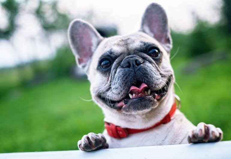 Persistent bad breath in dogs could indicate gum disease, liver problems, or even diabetes.