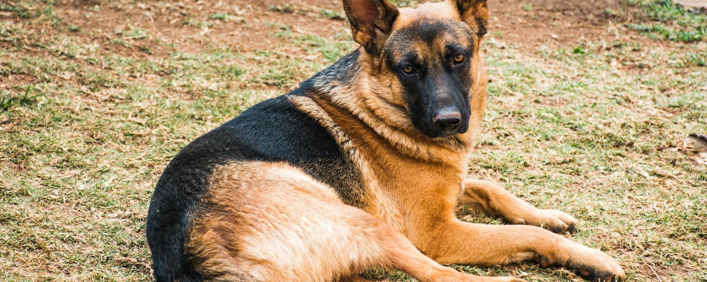 a german shepard lying on the ground