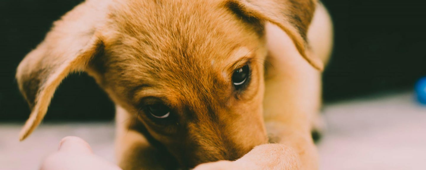 a golden retriever puppy