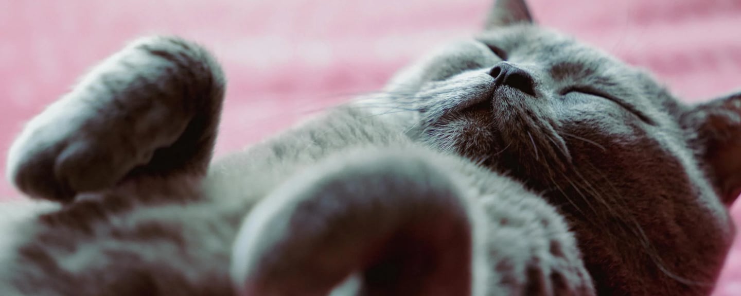 a gray cat sleeping on its back
