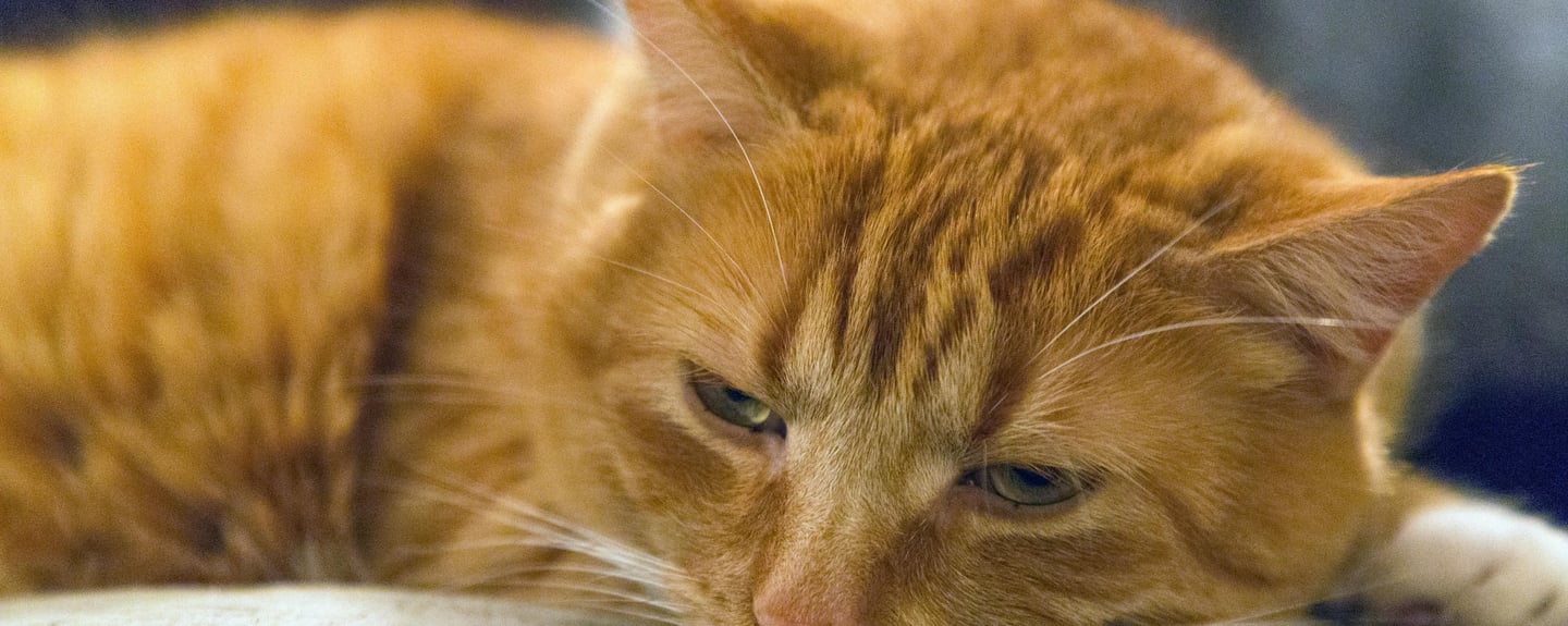 an orange cat