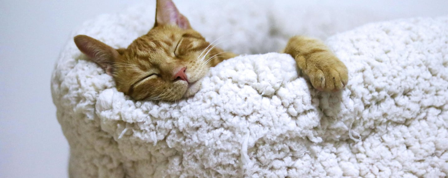 orange cat sleeping