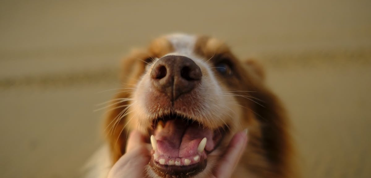A brown and white dog showing its teeth