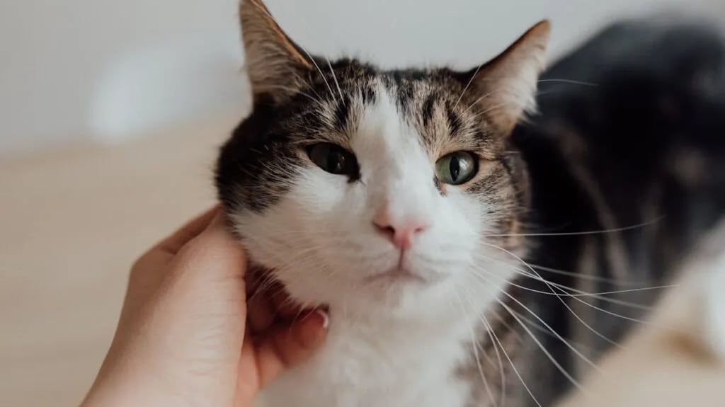 Person holding tabby cat after reading about when to get your cat spayed after having kittens