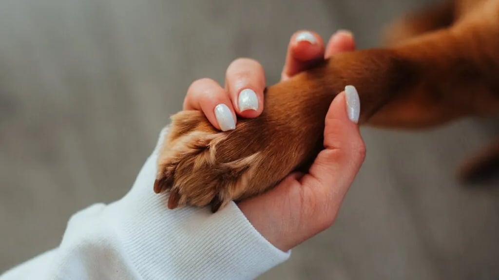 woman holding dog's paw after reading about how to protect your dog's paws during hot weather walks