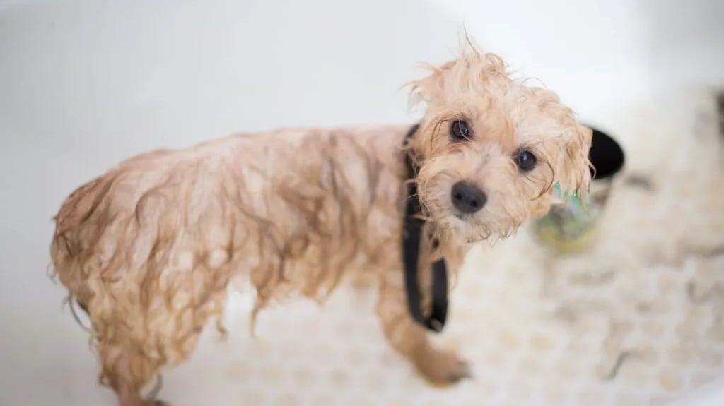 Cream Toy Poodle Puppy in Bathtub