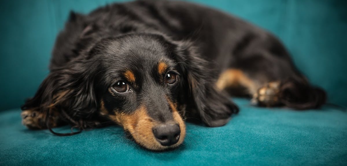 A black long hair dog