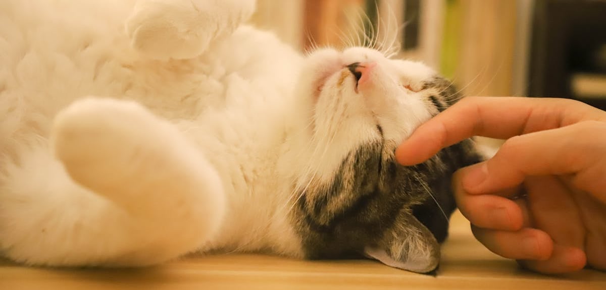 A person touching a cat