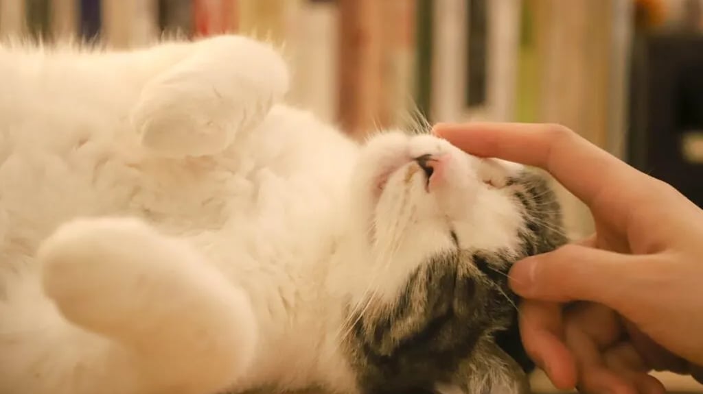 A person petting a kitten
