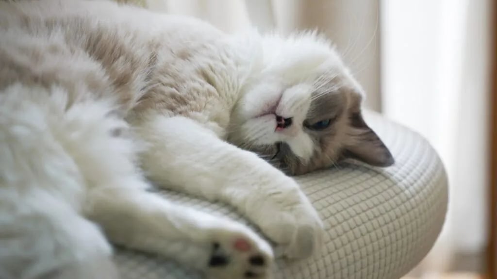 A white cat on a chair