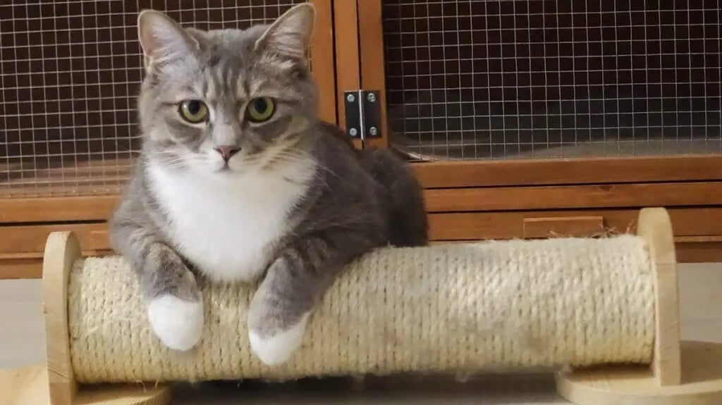 A gray tabby cat