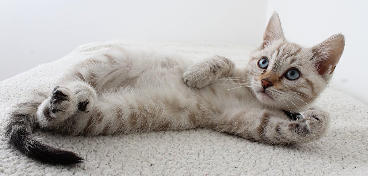 A white kitten lying