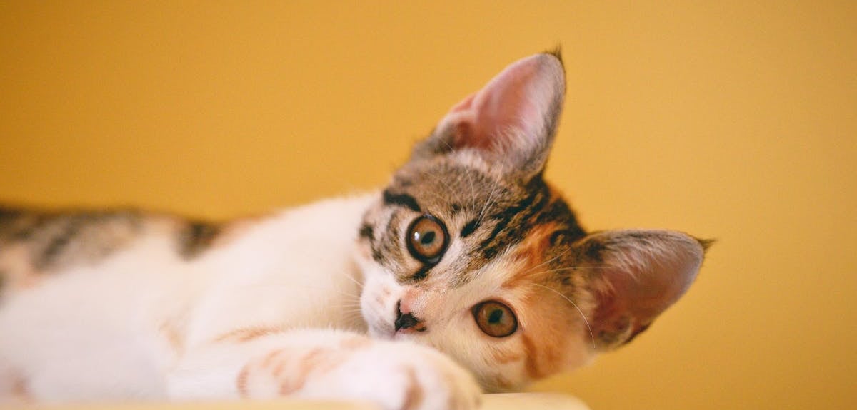 A small cat lying on a sofa