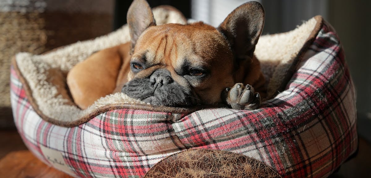 A Bulldog relaxing in a sunlit bed