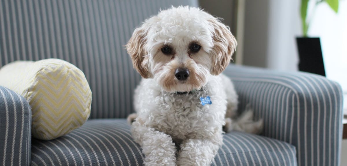 A white puppy on a sofa