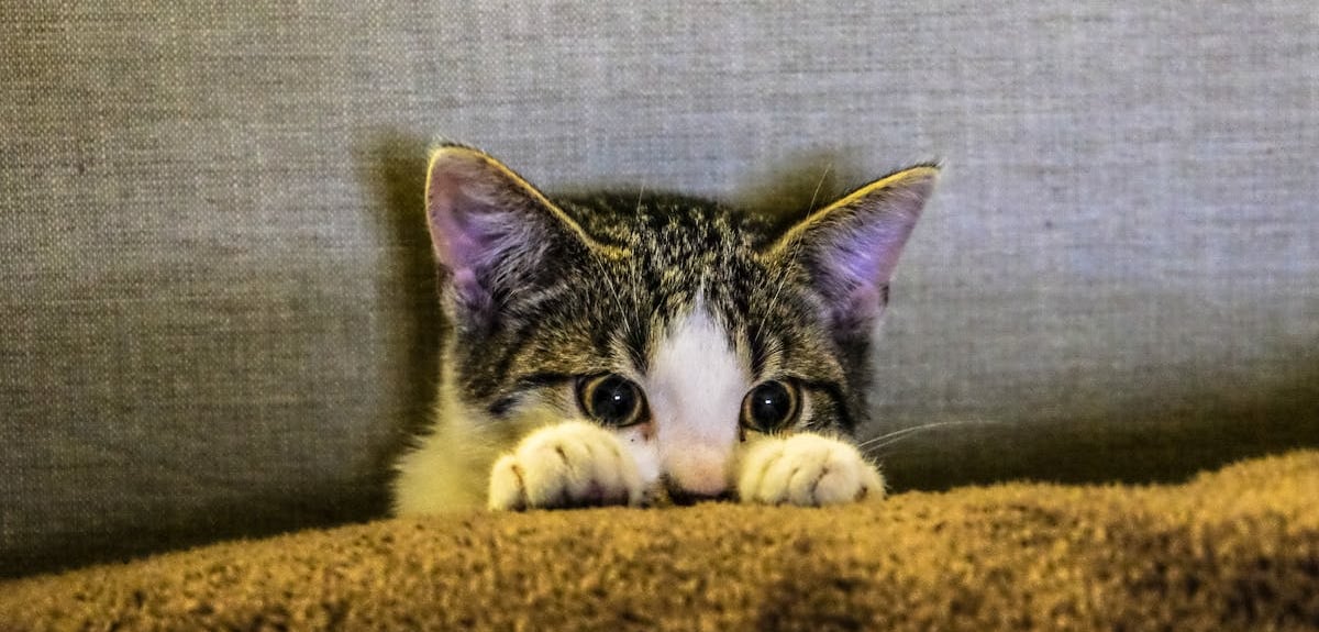 A cat hiding behind a pillow