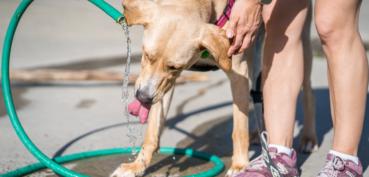 A woman giving her dog water after reading about how to keep your dog safe in Dubai's heat